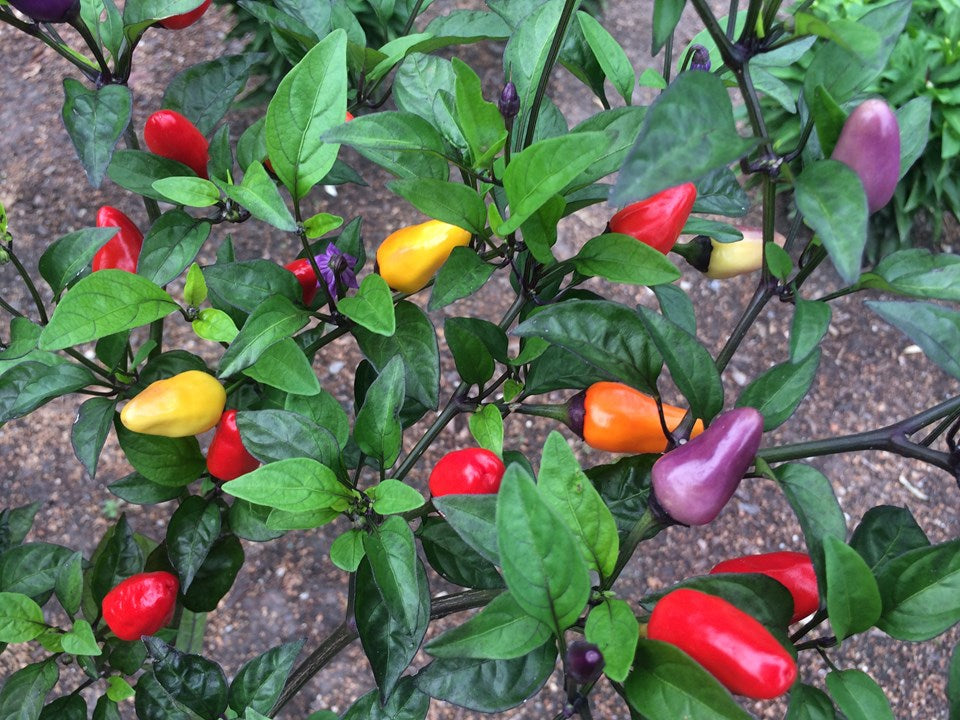 Piment - 5 Couleurs