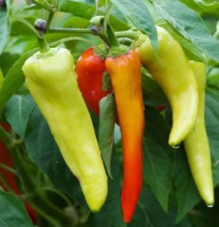 Piment - Banane