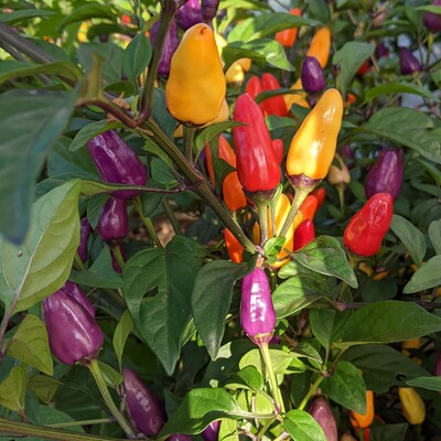 Piment - 5 Couleurs