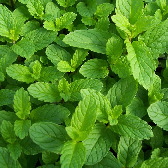 Mint