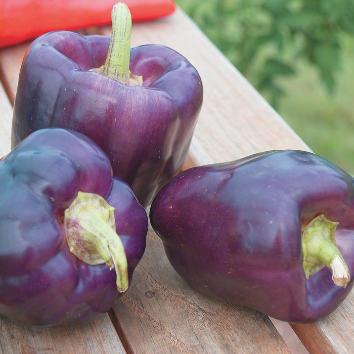 Poivron - Purple Star