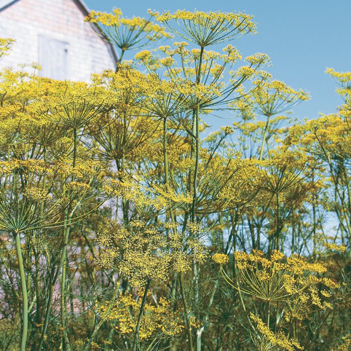 Dill