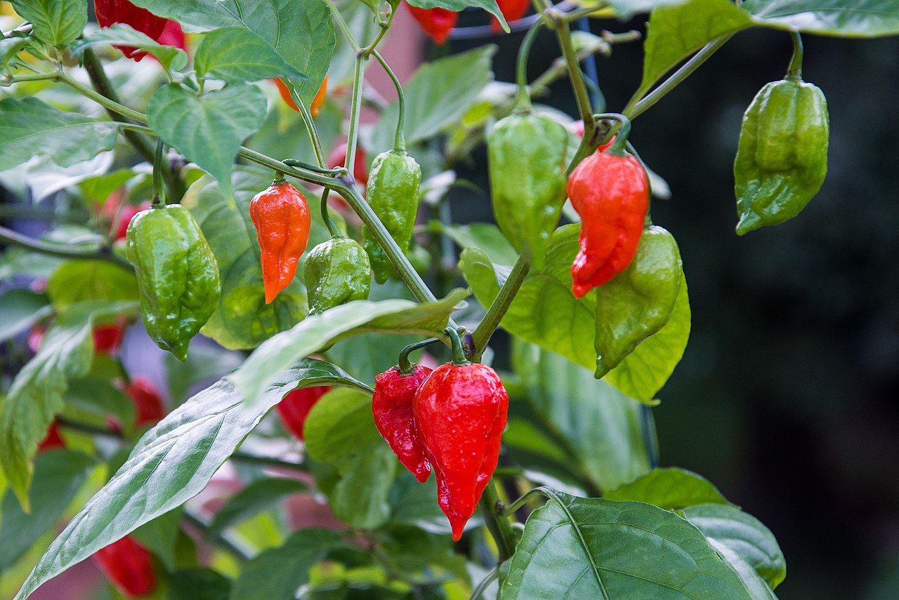 Piment - Ghost (Bhut Jolokia)