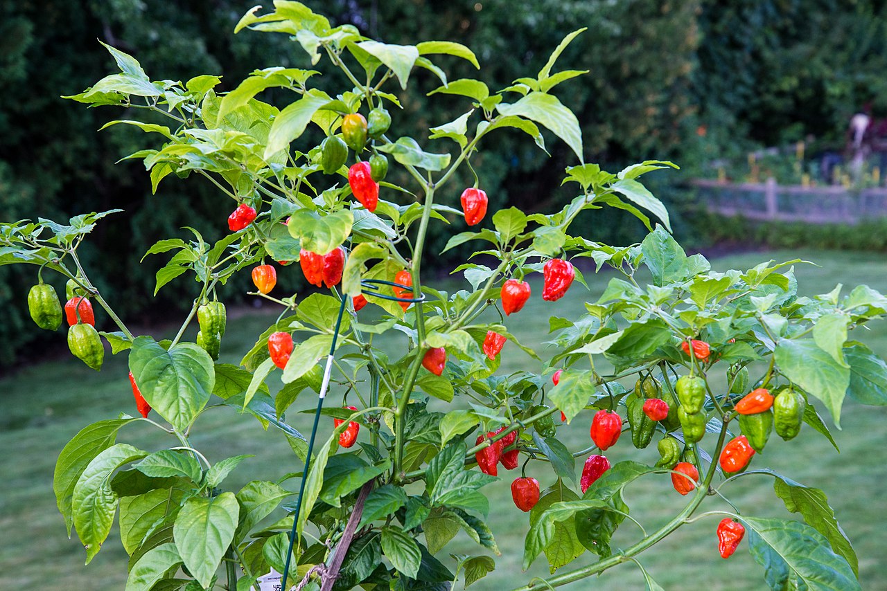 Piment - Ghost (Bhut Jolokia)