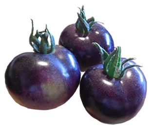 Tomate - Indigo (Cerise) (Déterminée)