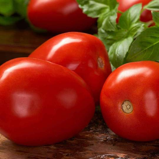 Tomate - Italienne