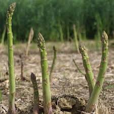 Asperge - Mary Washington