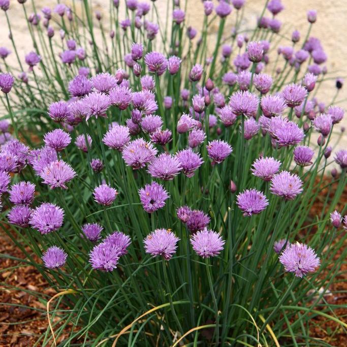 Chives (Crate of 6)