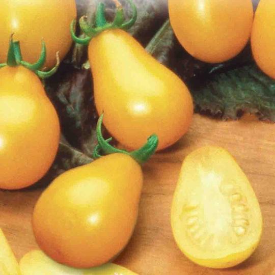 Tomate - Yellow Pear Shaped (Indéterminée)