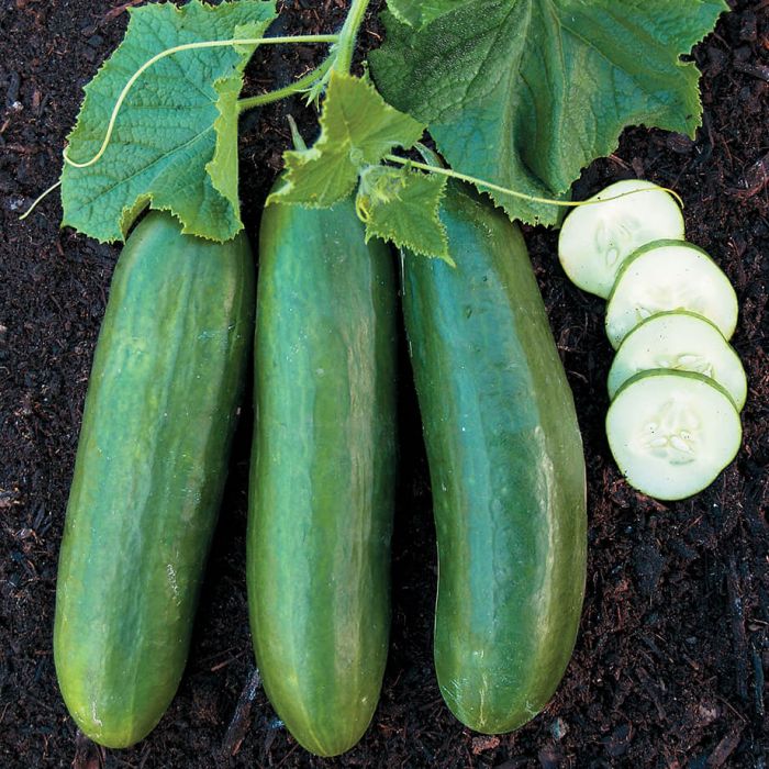 Cucumber - Lebanese type