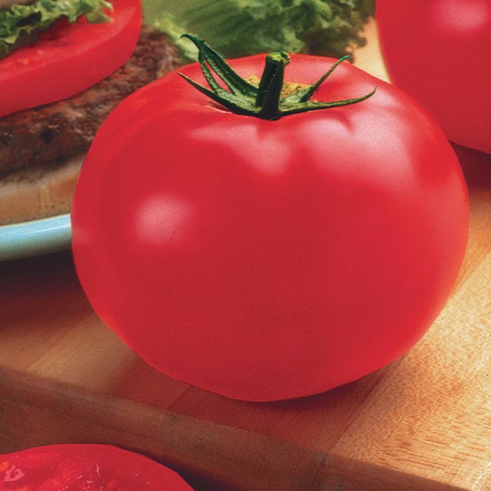 Tomate - Beefsteak (Indéterminée)