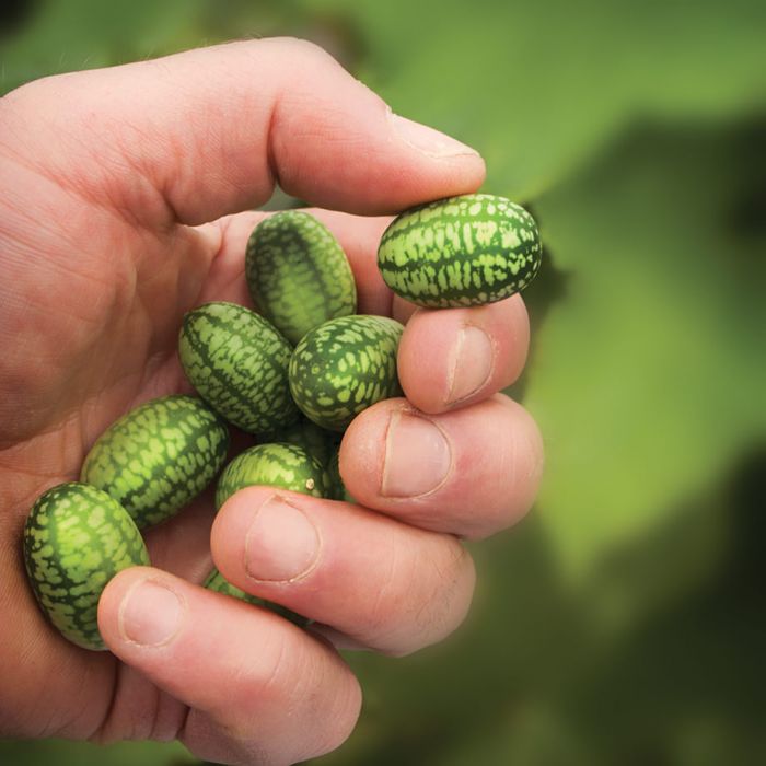 Cucumber - Cucamelon