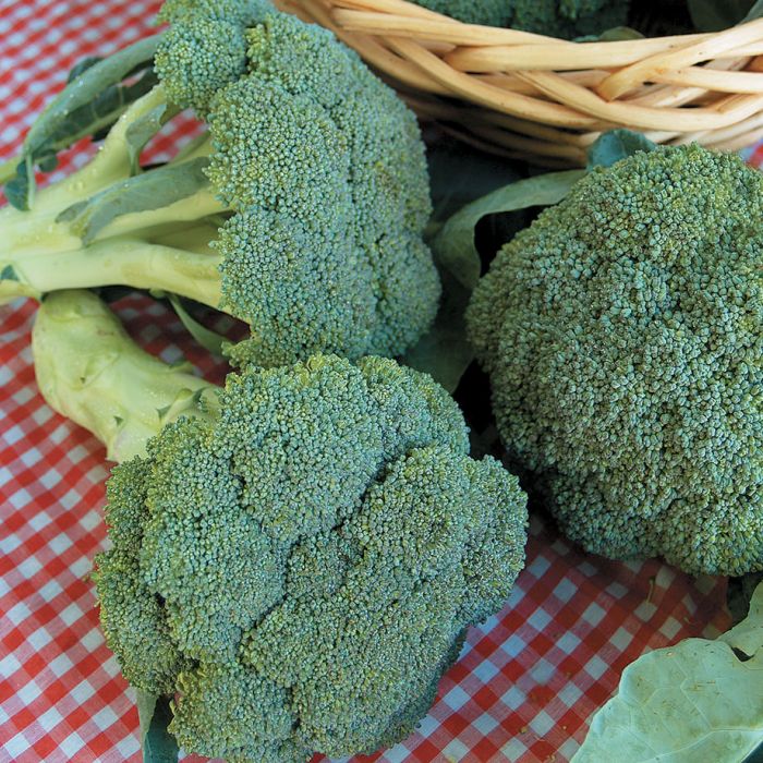 Broccoli (Crate of 6)